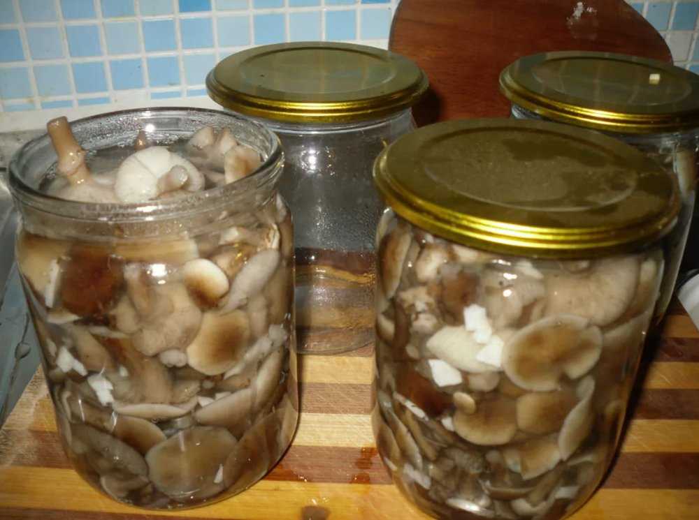 Маринованные лесные грибы - рецепт с пошаговыми фото | меню недели