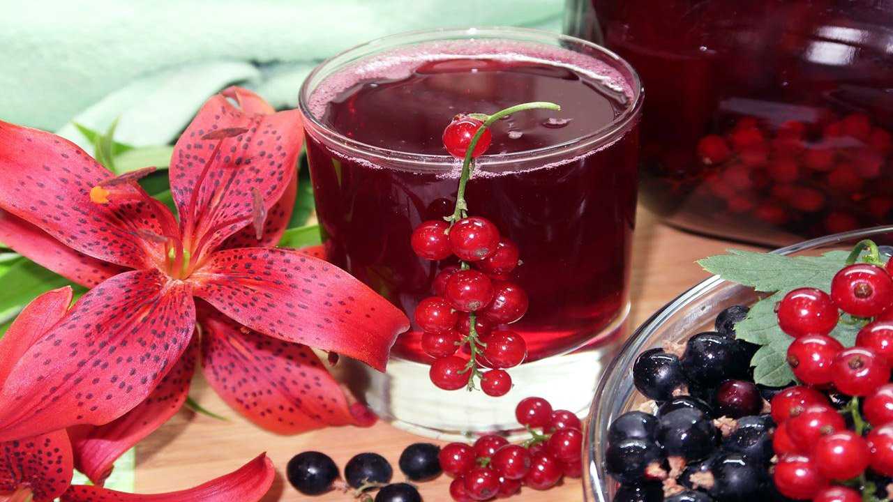 Простые и вкусные рецепты компота из красной смородины