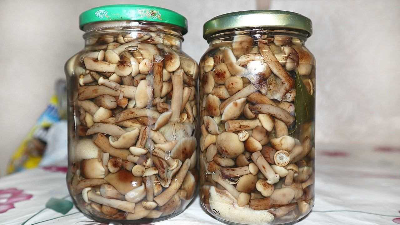Маринованные опята на зиму: 6 простых и очень вкусных рецептов консервирования
