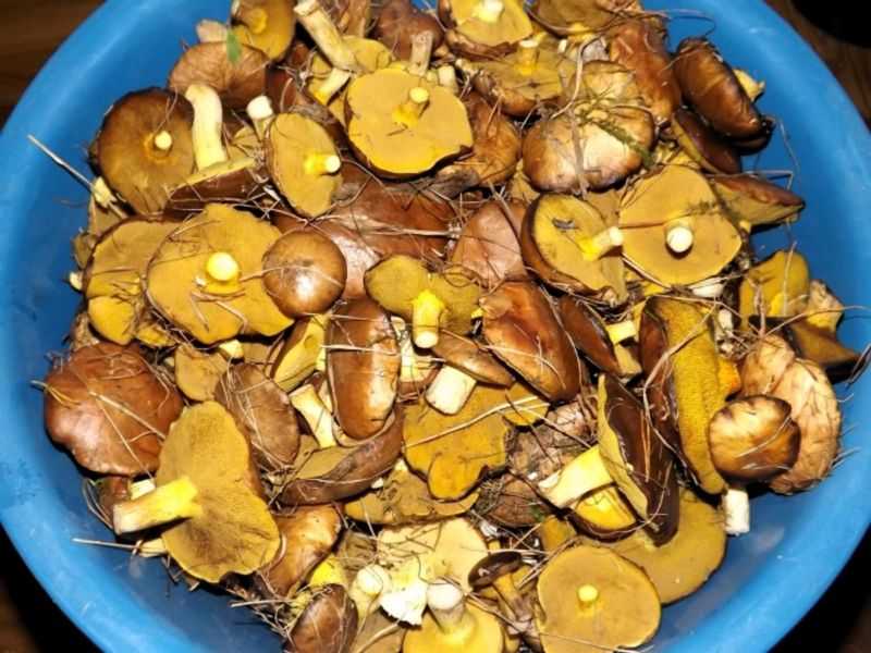 Маслята маринованные на зиму - самые вкусные и простые рецепты приготовления