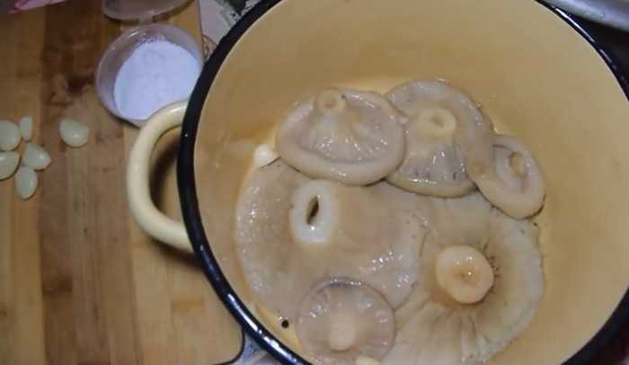 Как солить грузди на зиму холодным и горячим способом?