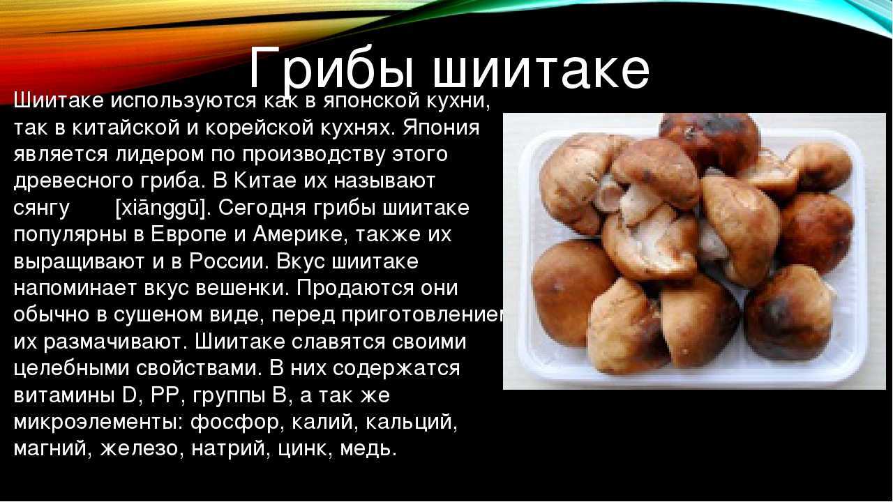 Грибы шиитаке – рецепты с шиитаке азиатской кухни | волшебная eда.ру