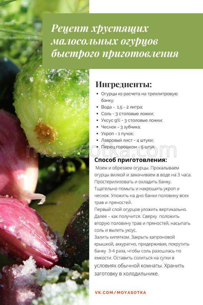 Малосольные огурцы в банке: 6 рецептов как засолить вкусные и хрустящие огурцы