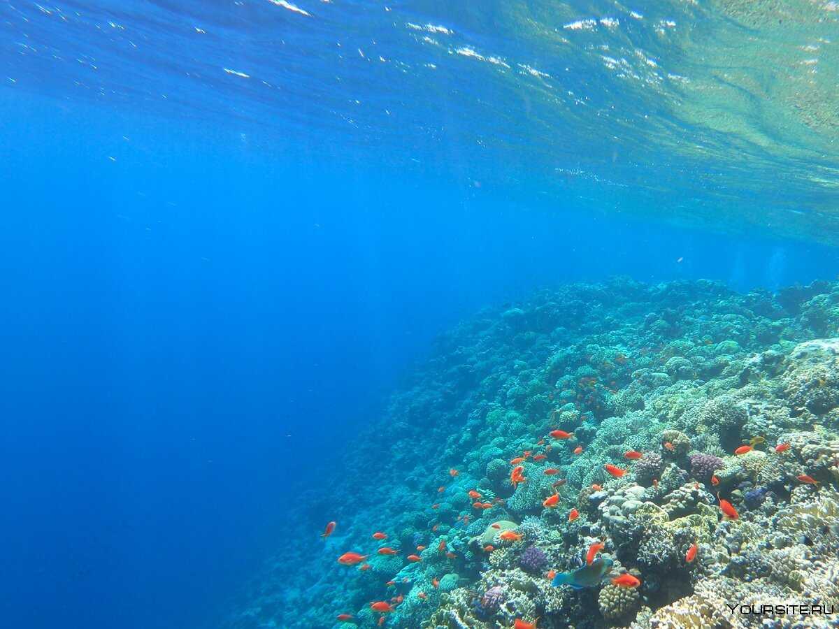 Салат красное море с крабовыми палочками пошаговый рецепт с фото