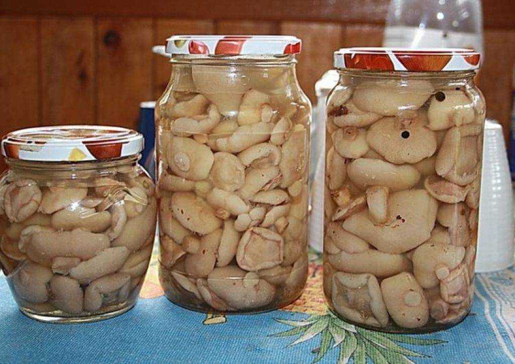 Маслята маринованные: рецепт приготовления на зиму простой и вкусный