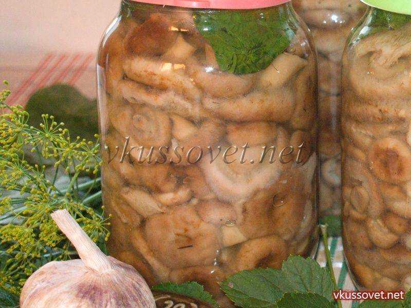 Грибы белянки, их описание, фото, и рецепты: как их вкусно готовить