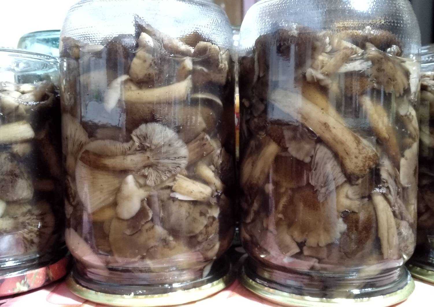 Солёные опята на зиму холодным и горячим способами приготовления