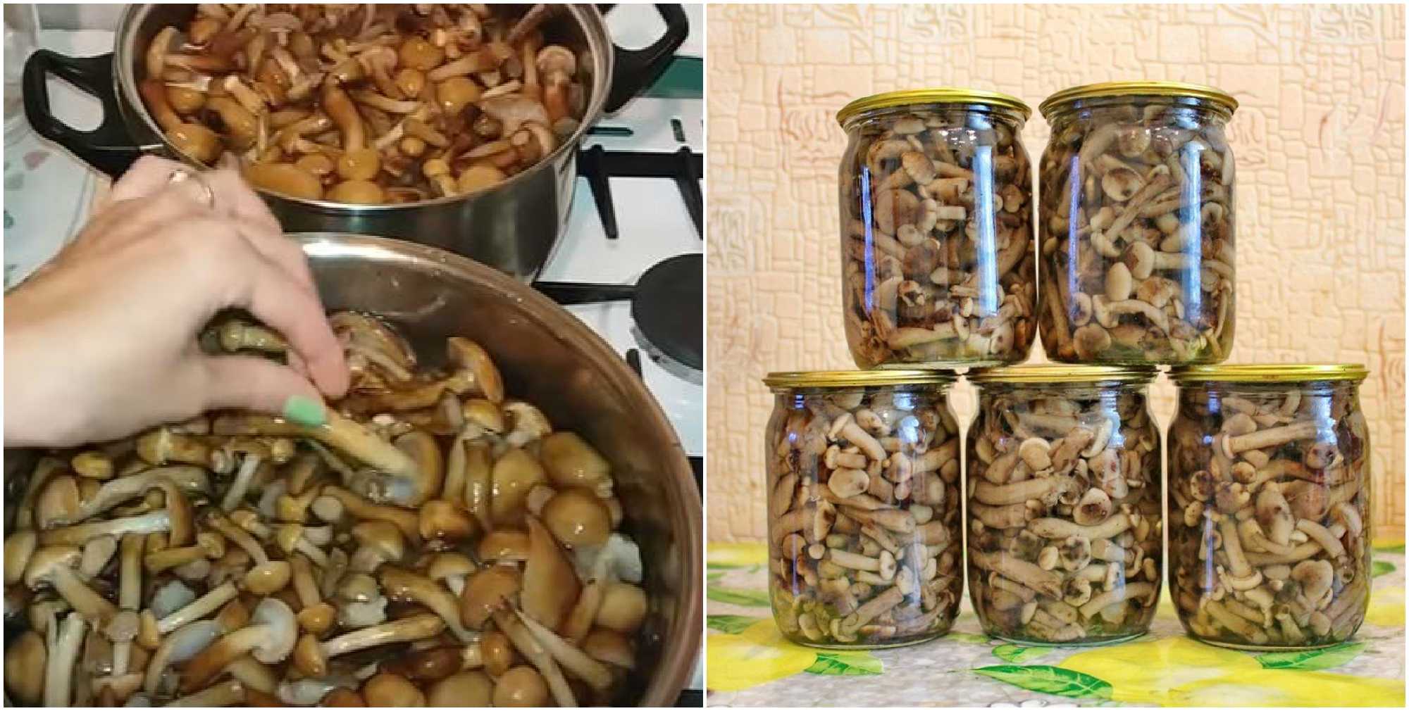 Как солить опята — рецепты приготовления опят простые и вкусные