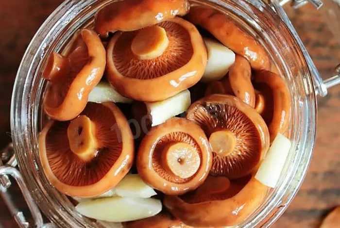 Маринованные рыжики на зиму — 10 самых вкусных рецептов
