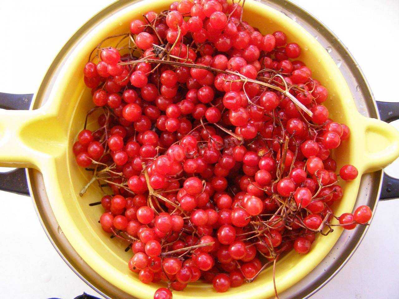 Самые вкусные заготовки из калины на зиму — рецепты приготовления